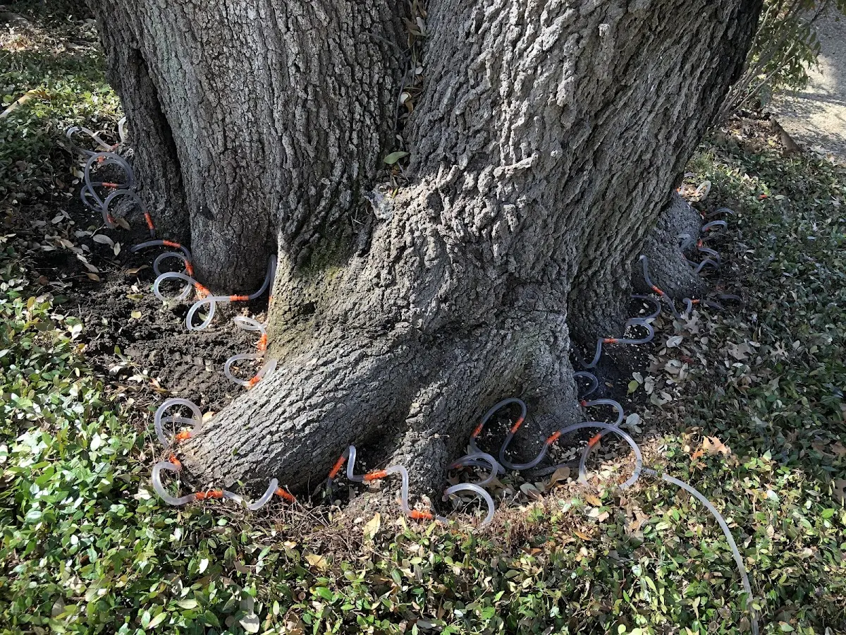 Detailed Tree Cabling and Bracing job site in Russellton